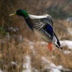 Mallard in flight