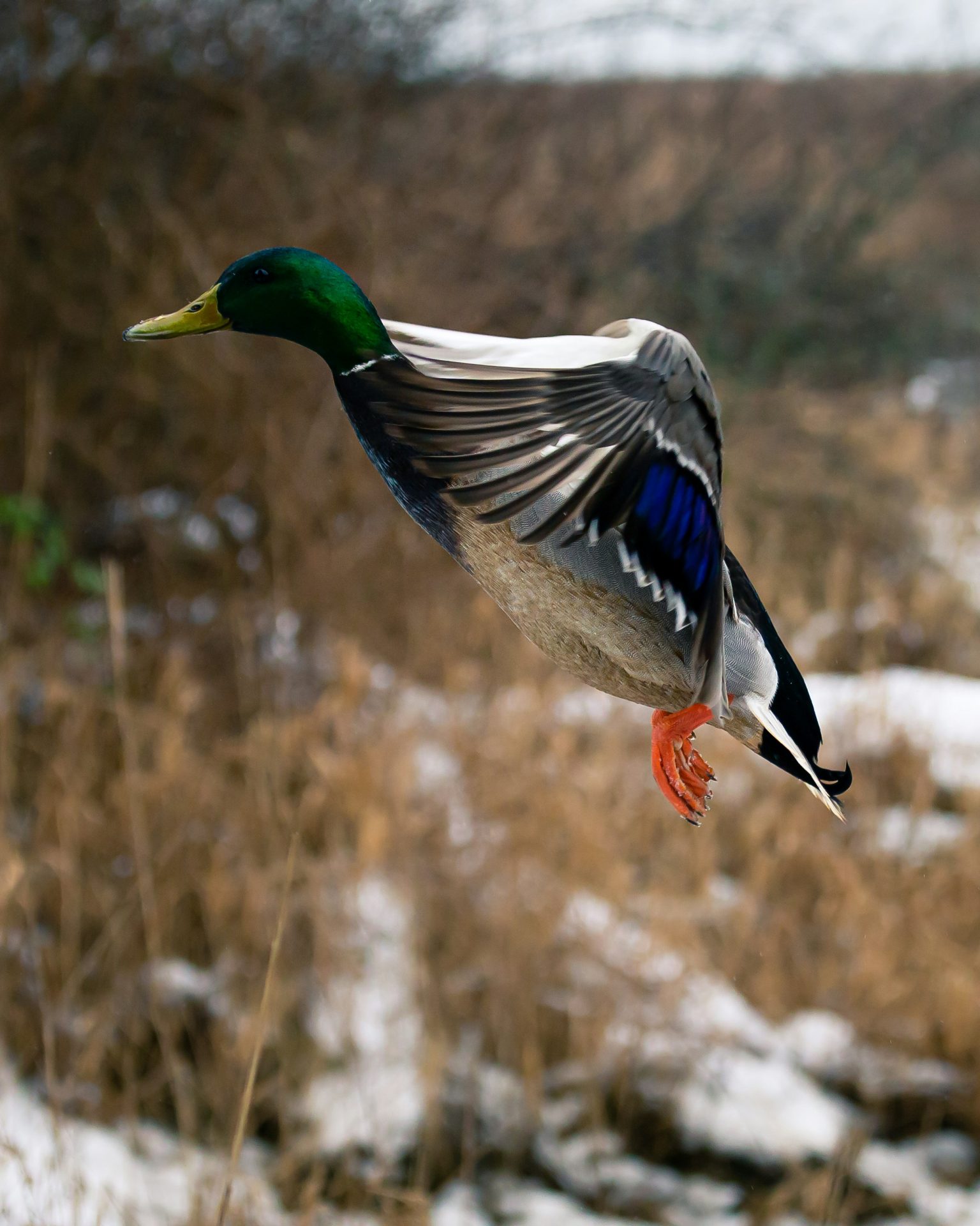 Mallard in flight