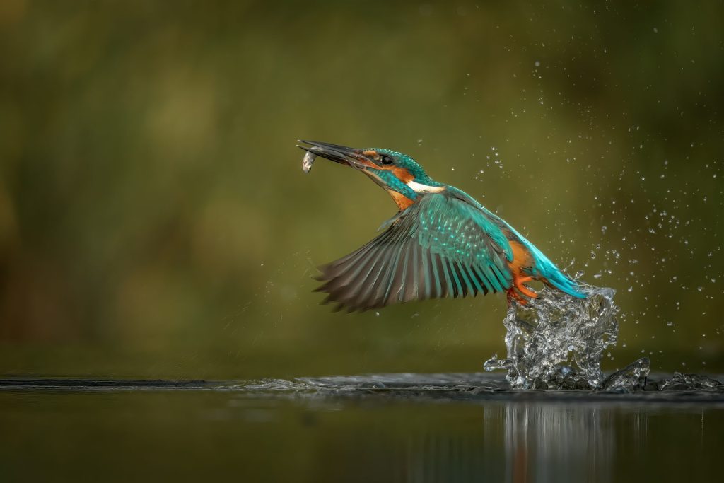 Kingfisher in flight
